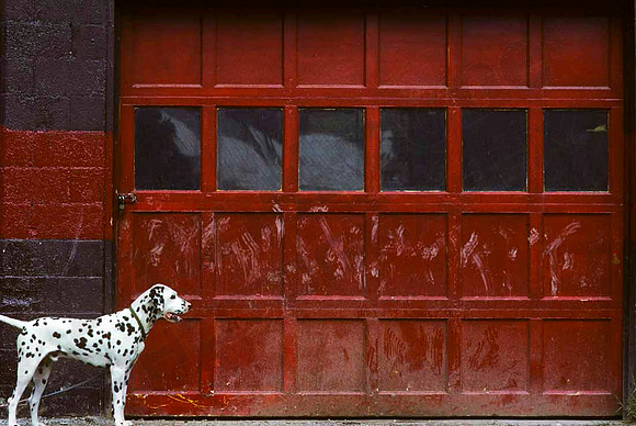 Dog-0195a