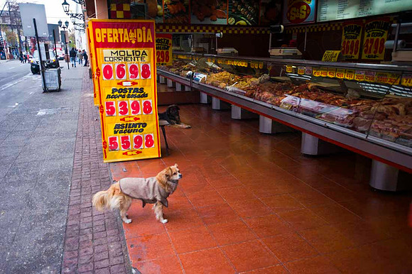 Dog-0703