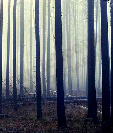 foggy trees