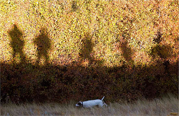Dog-589