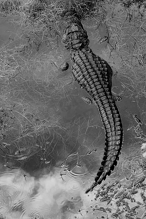 Everglades (2)