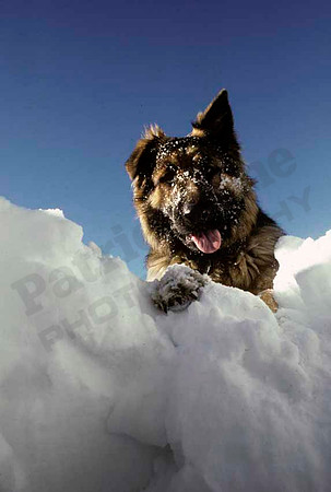 Dog-0040