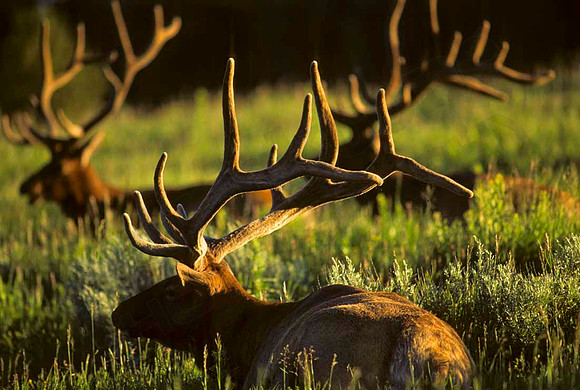 Elk-0315